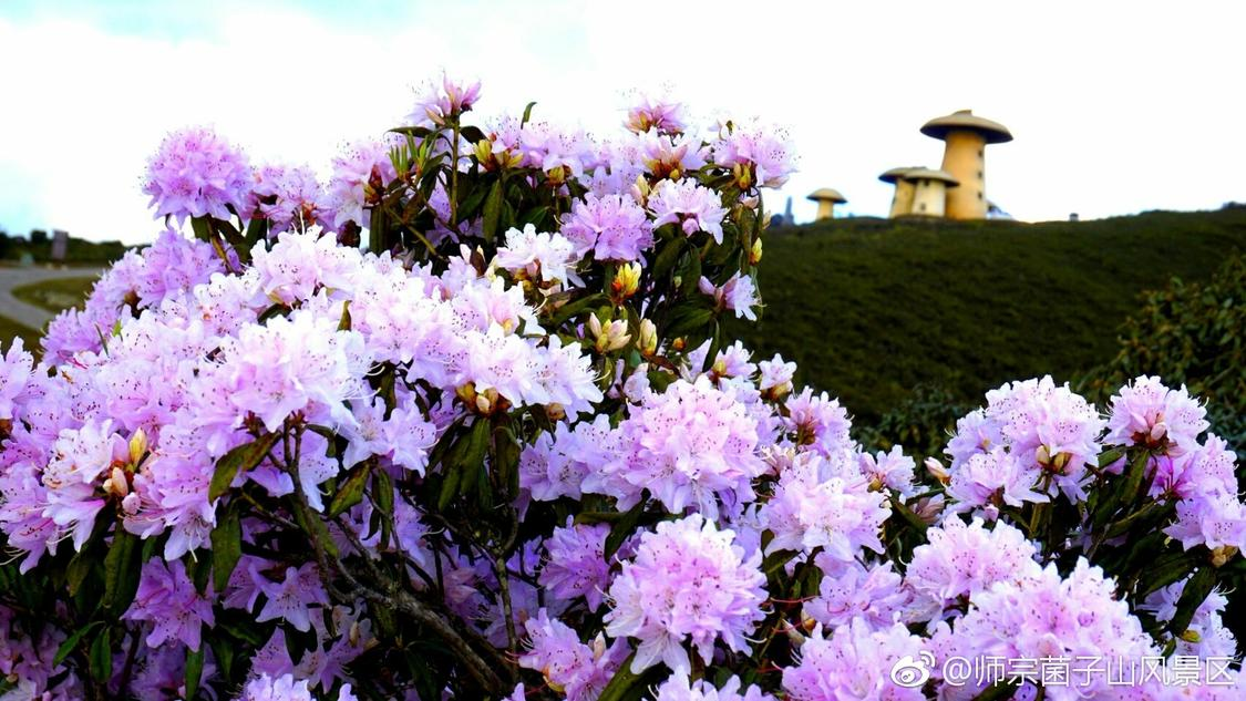 dy低价下单平台入口